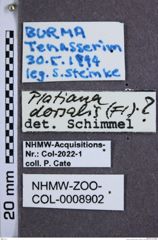 Etikette zu Platiana dorsalis ? (Fleutiaux, 1936) (NHMW-ZOO-COL-0008902)